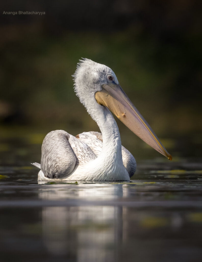 Dalmatian Pelican Portrait 2 (1)