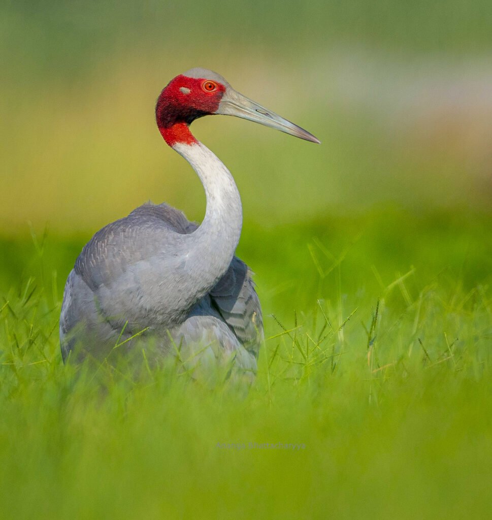 Sarus Crane 2 (1)