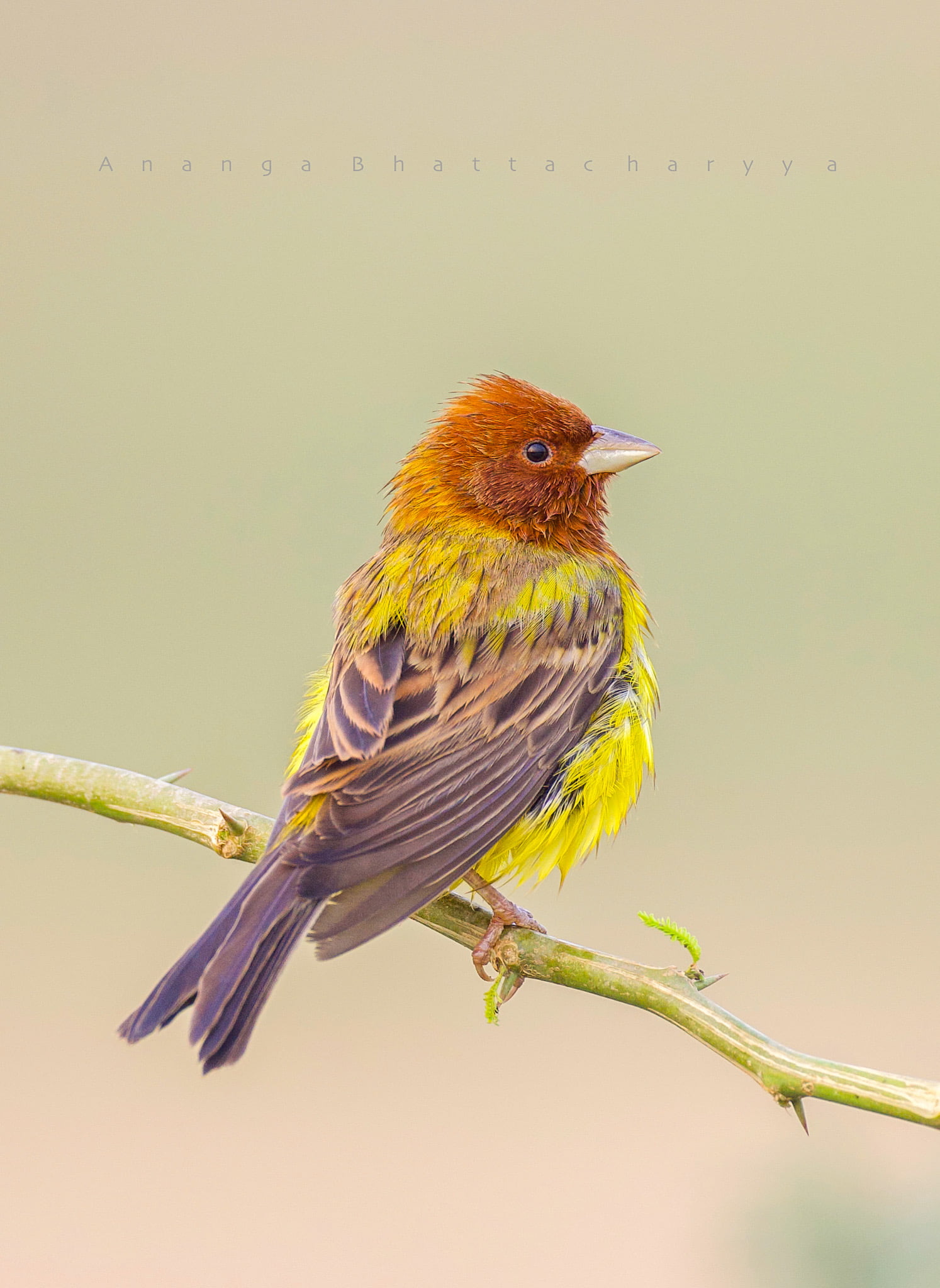 Red Headed Bunting