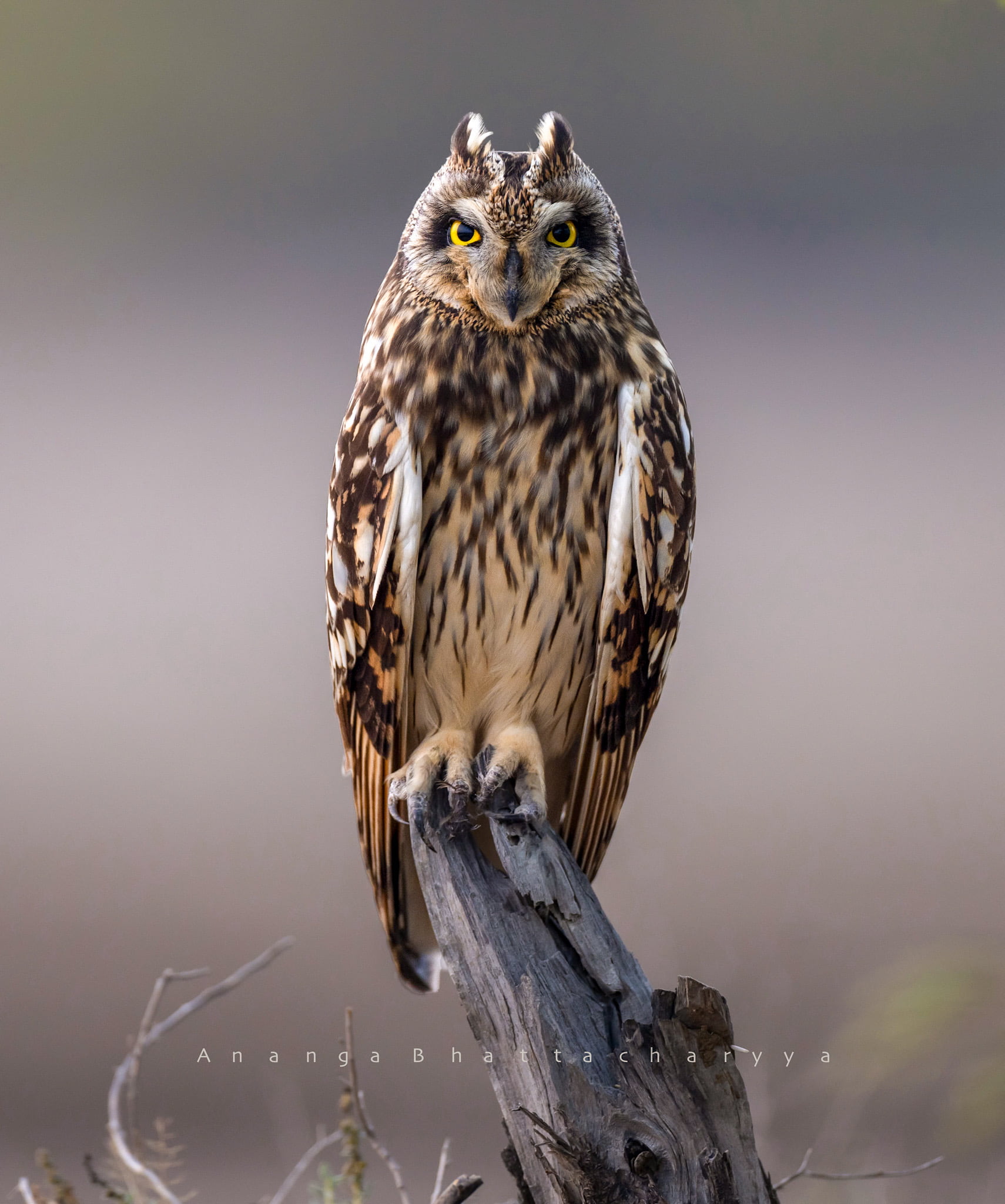 Short eared Owl