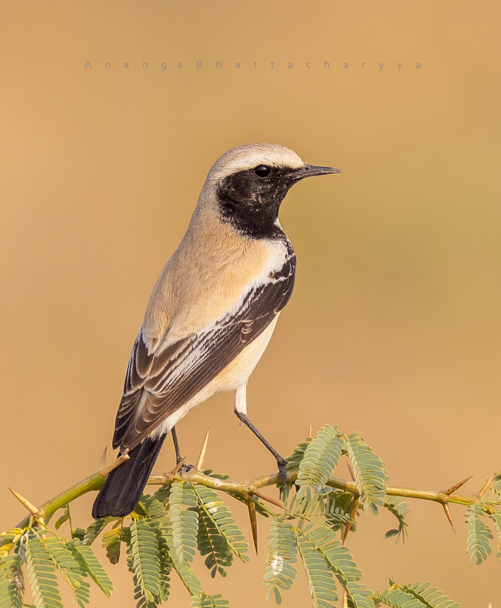 Desert Wheatear